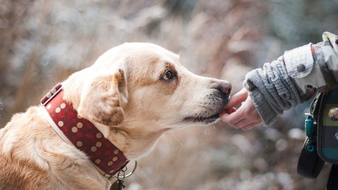 VVD onderzoekt problemen met loslopende honden
