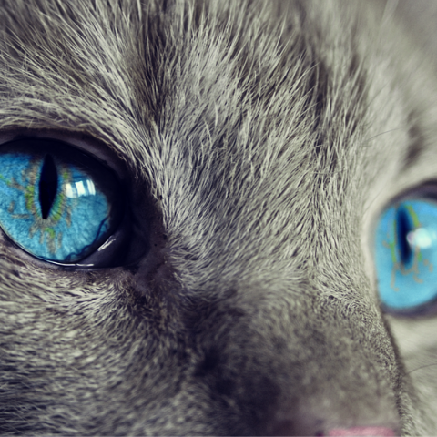 Druk in kattencafé; meer personeel nodig