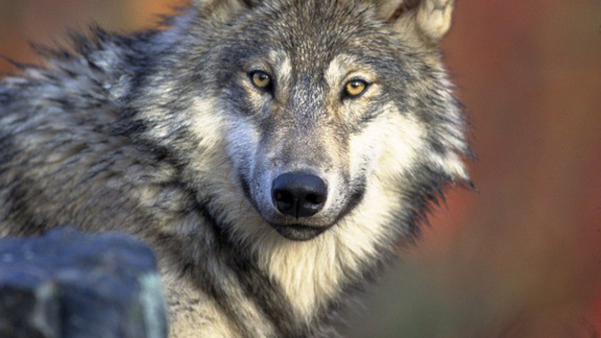 Partij voor de Dieren: wolf welkom in Flevoland