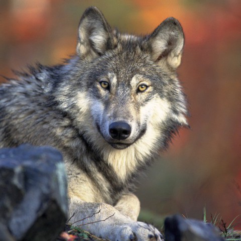 Partij voor de Dieren: wolf welkom in Flevoland
