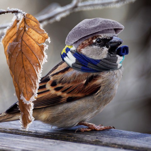 Huismus opnieuw meest getelde vogel