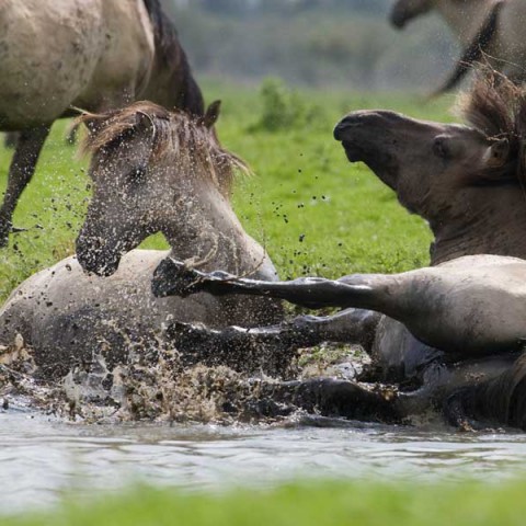 Paarden verlaten Oostvaardersveld