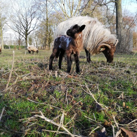 Bijzonder eerste lam voor Stad & Natuur