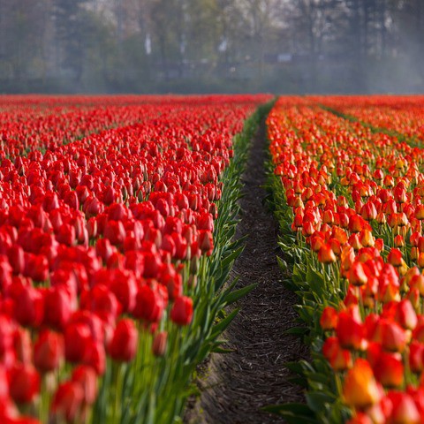 Raad krijgt toch inzage in notulen Floriade