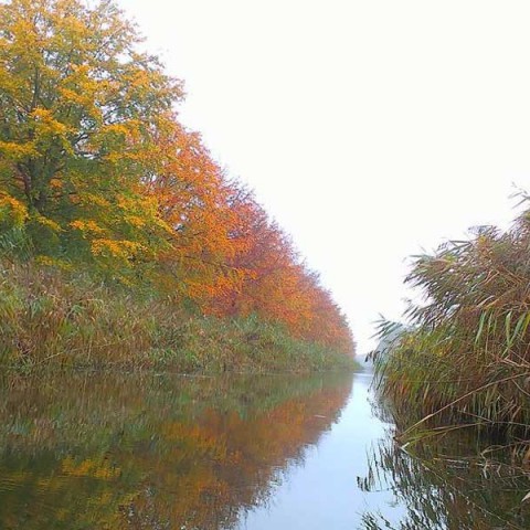 Wandeldagen in het Almeerderhout