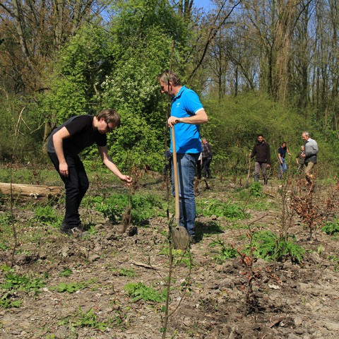 Driekwart miljoen nieuwe bomen in Flevoland
