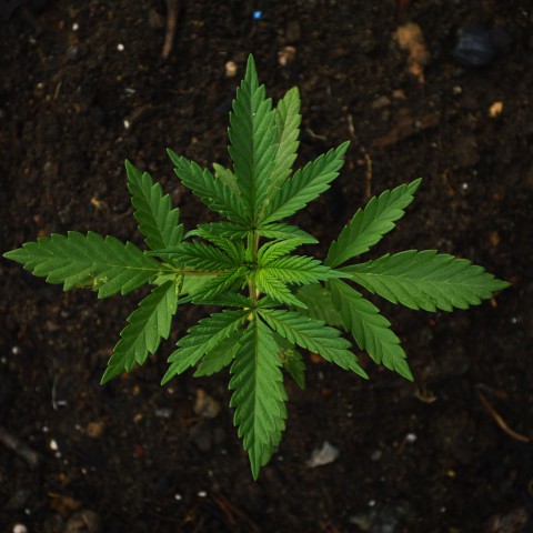 Drie verdachten aangehouden om wietplantage