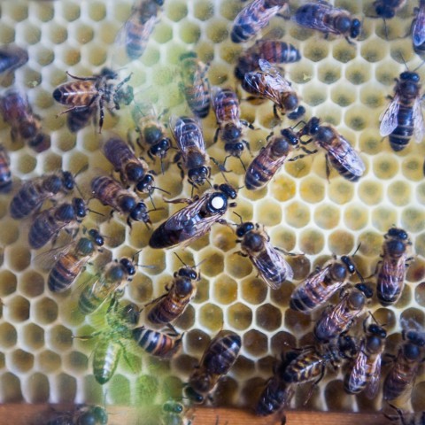 Woensdag 5 juni bijenpraatjes bij De Kemphaan