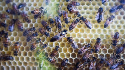 Woensdag 5 juni bijenpraatjes bij De Kemphaan