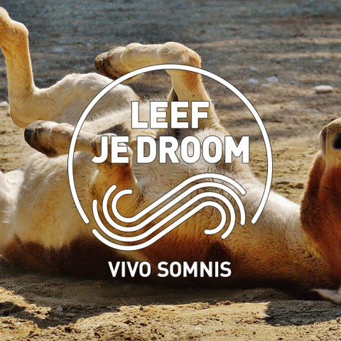 De ezel in de put