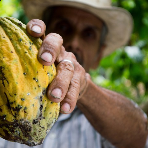 Nederland grootste importeur cacaobonen