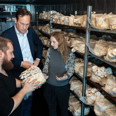 Paddenstoelenteelt op Flevolandse bodem