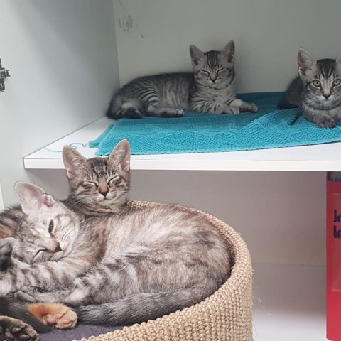 Kittens bij Dierenasiel Almere op zoek naar nieuw huisje