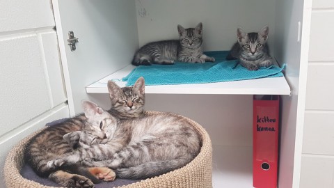 Kittens bij Dierenasiel Almere op zoek naar nieuw huisje