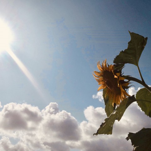 Vriendelijk zomerweer