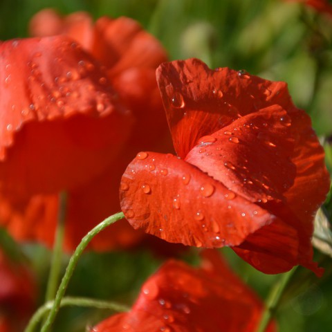 8.700 tegels ingeruild voor gratis plant 