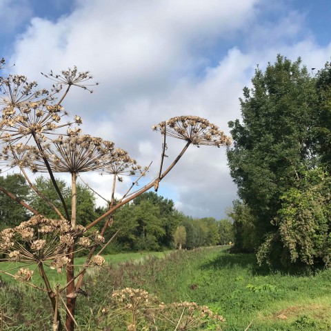 Wolkenvelden en enkele buien.