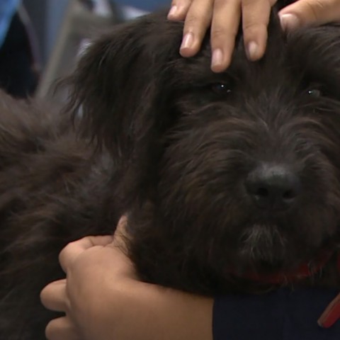 Een hond op school voor overprikkelde leerlingen