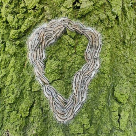 Petitie tegen nieuwe eikenbomen