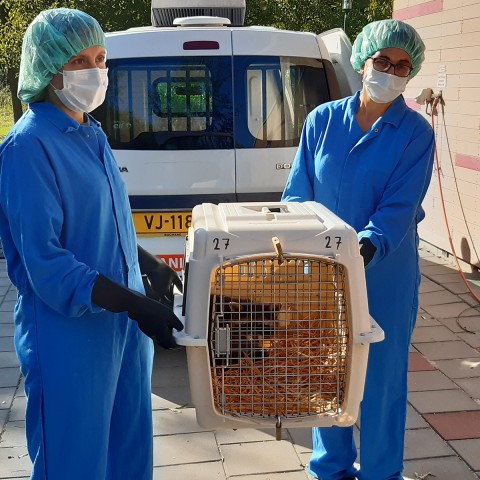 Eerste wasberen uit Limburg bij AAP