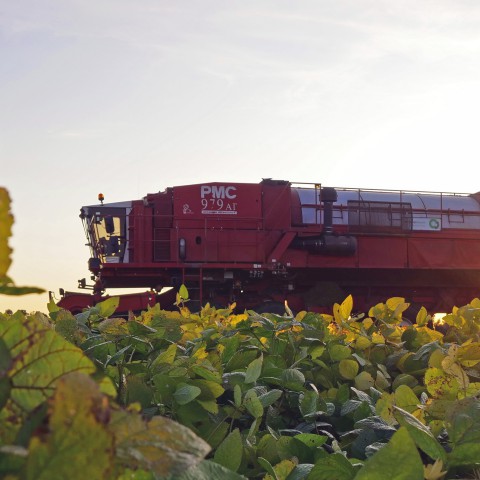 Eerste verse soja oogst in Flevoland geslaagd 