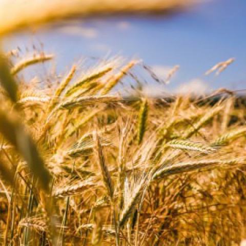Internationale dag van de plattelandsvrouwen 