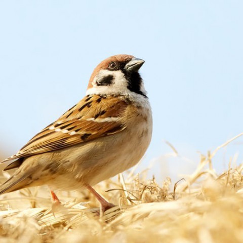 Richt je tuin diervriendelijk in 
