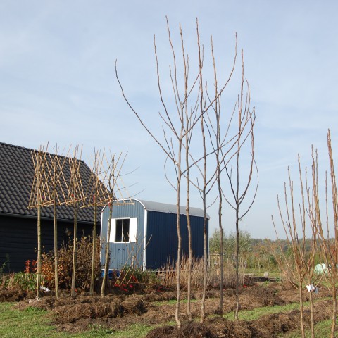 Eerste fruitbomen uit Almeerse klei