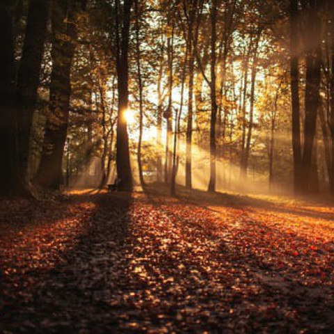 Aankomend weekend is het heerlijk herfstweer 