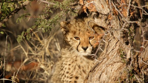 Internationale Dag van de Cheeta