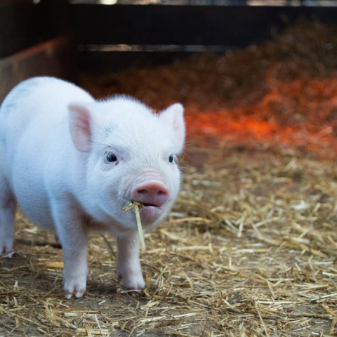339.000 dieren dood door brand en hittestress in 2019