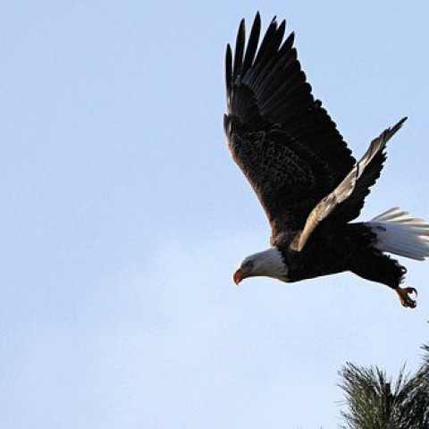 Zeearenden bouwen nieuw nest in Oostvaardersplassen 