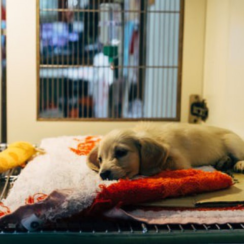 Dierenasiel Almere doet een oproep