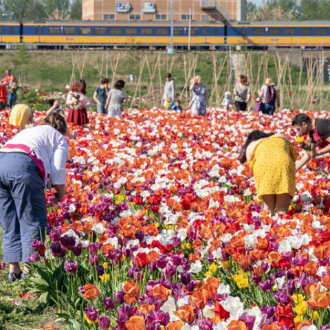 Tulpen plukken in het Odeonpark