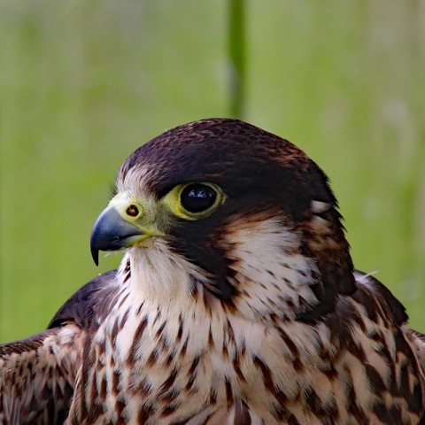 Slechtvalkenpaar zonder kuikens dit jaar