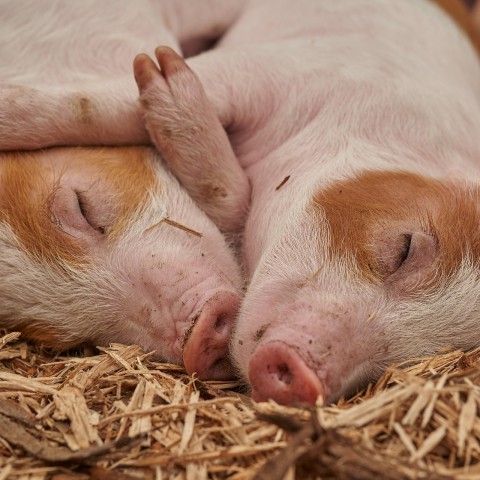 Acht biggetjes geboren bij kinderboerderij De Beestenbende.