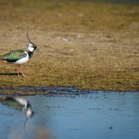 Geen geld meer voor agrarisch natuurbeheer
