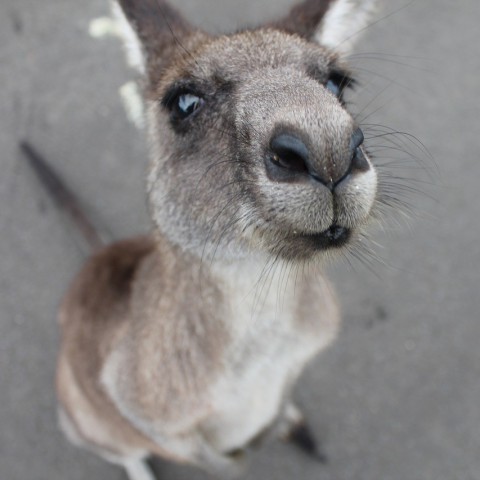'Achterhoekse' wallaby gevangen en naar AAP gebracht
