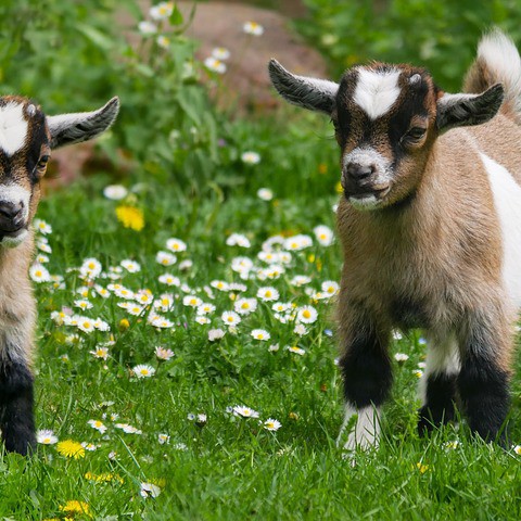 Het is vandaag officieel lente!