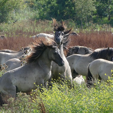 Benefiet Bingo Paardensportcentrum X-tern