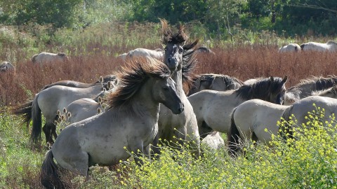 Laatste Konikpaarden naar Wit-Rusland