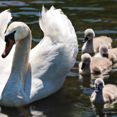 Dierennoodhulp wil surveilleren tegen diefstal babyzwaantjes
