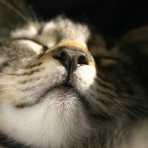 Poes Hillie na bijna drie jaar herenigd met gezin