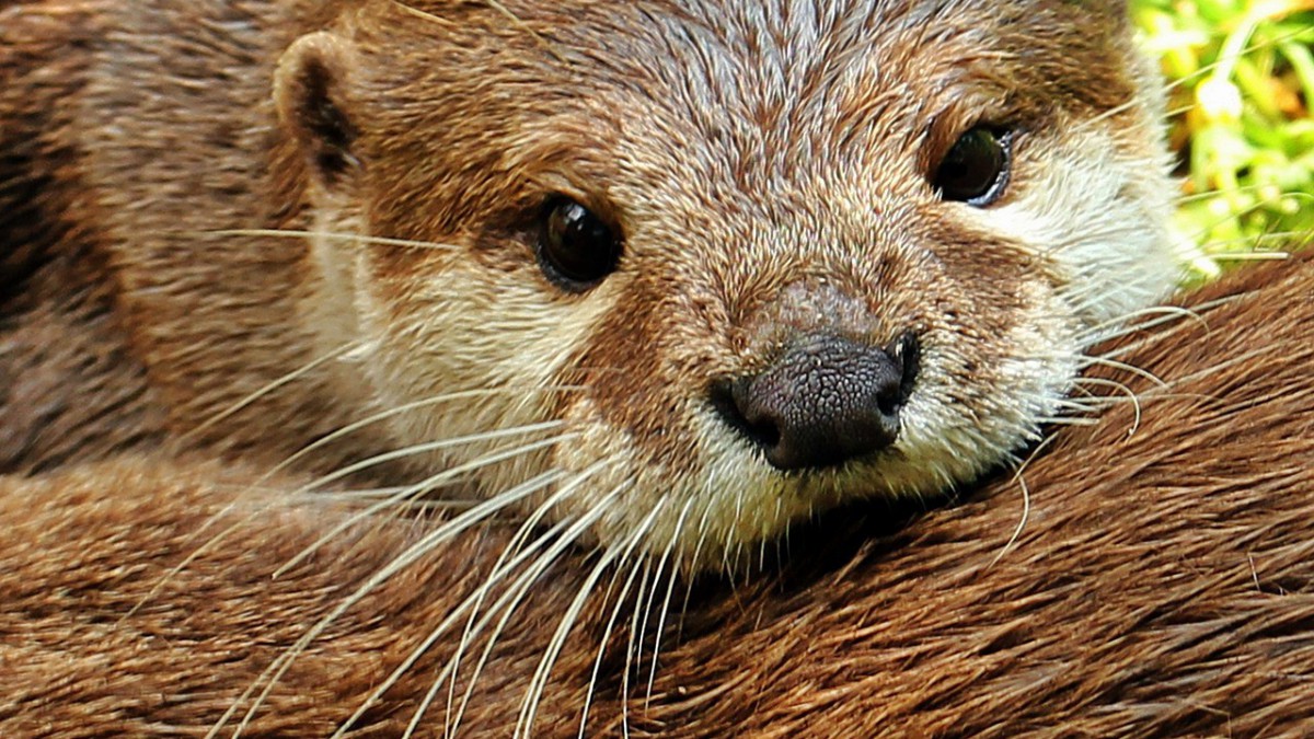 Ontsnapte otter zorgt voor nieuwe bloedgroep
