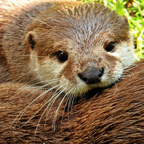Ontsnapte otter zorgt voor nieuwe bloedgroep