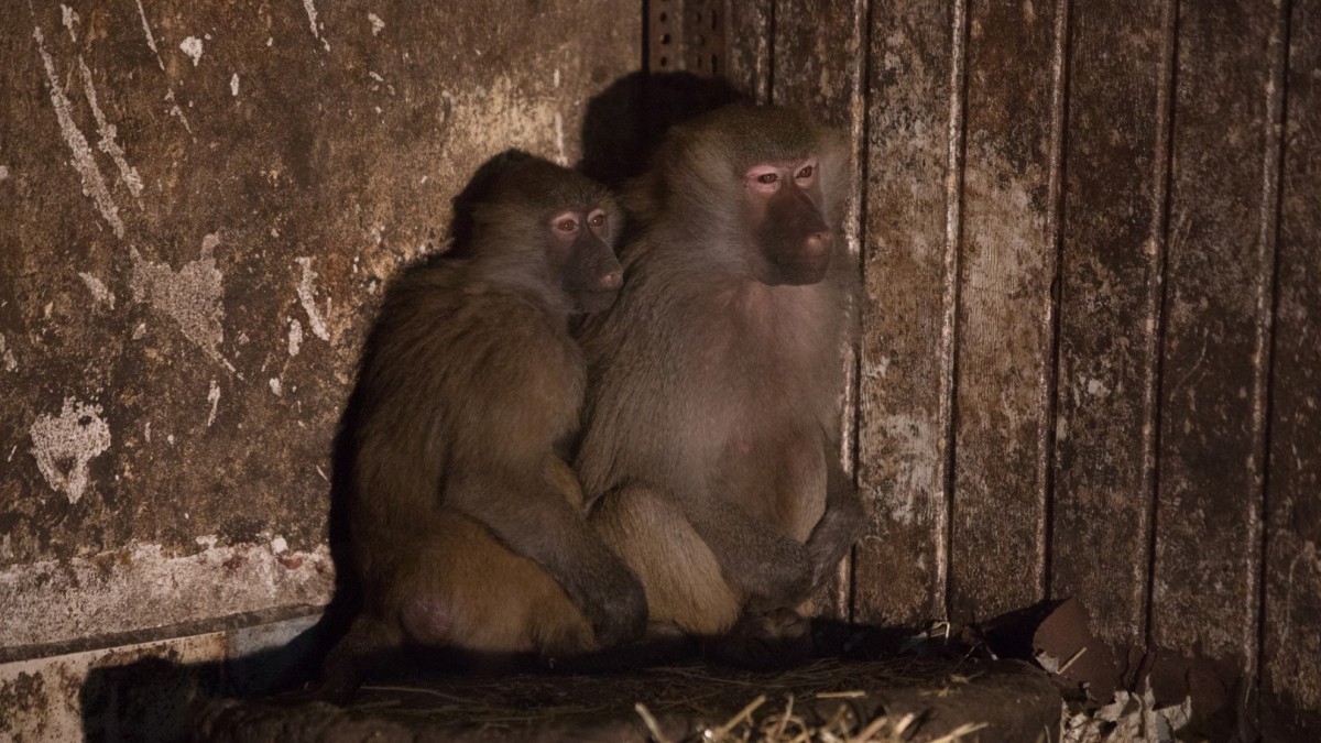 Stichting AAP redt acht bavianen uit Duitsland