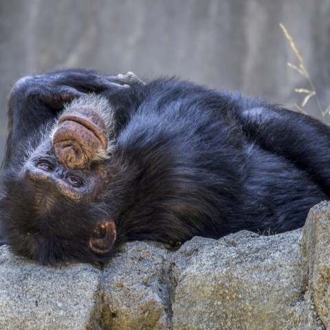 Chimpansee terug naar dierentuin Skopje