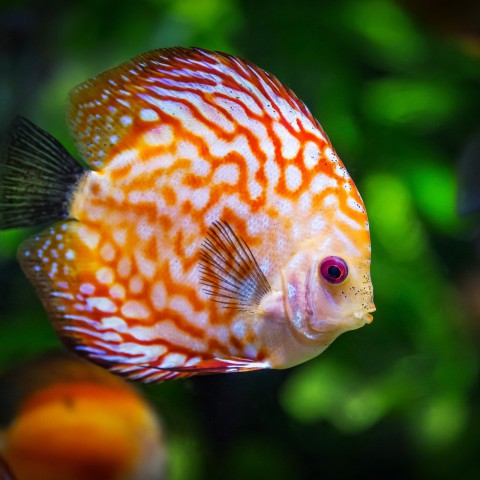 Aquariumvereniging Barbus Ticto te Almere