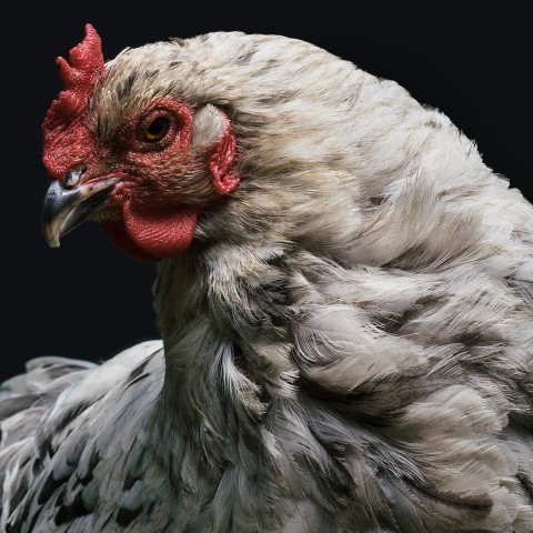 Supermarkt Albert Heijn vanwege kip verkozen tot Liegebeest van het jaar