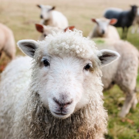 Nieuwe schaapskudde voor Stad & Natuur